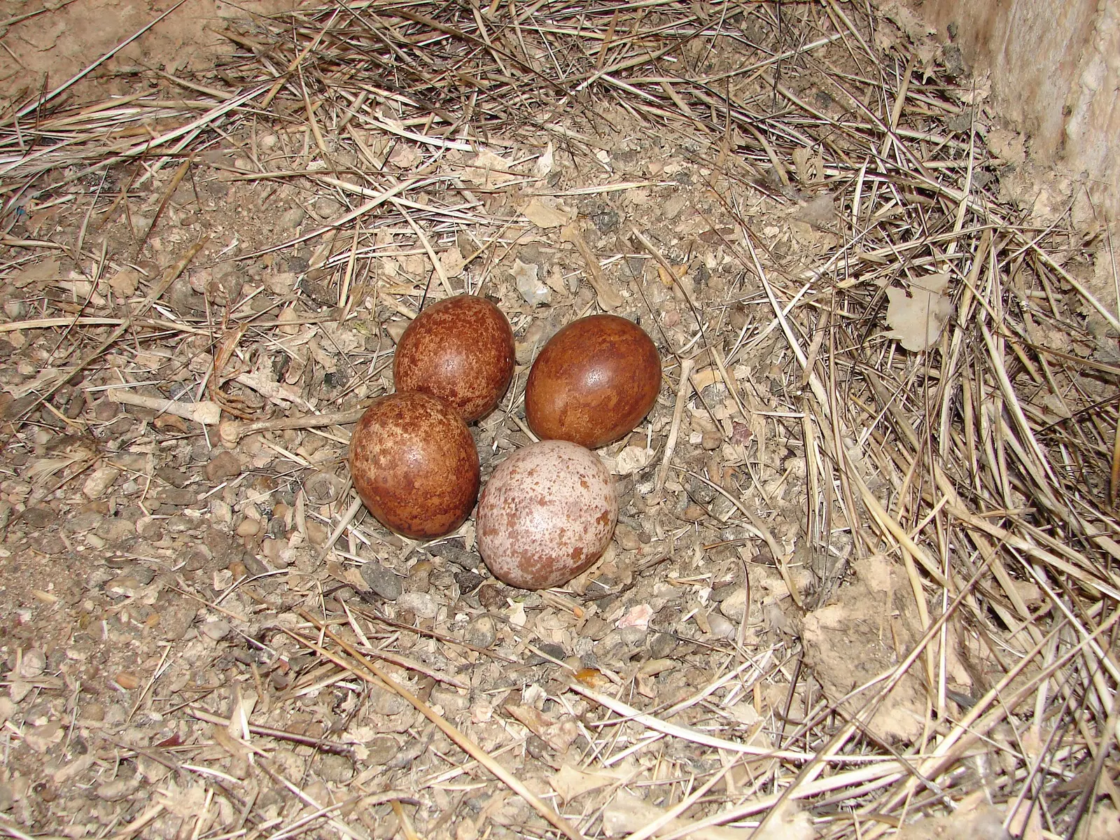 A clutch of four reddish-brown peregrine falcon eggs in a shallow scrape of dry grass and earth.