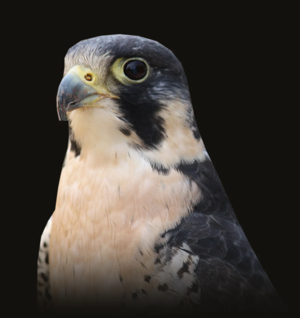 Portrait of an adult peregrine falcon: slate-black hood and moustache, yellow-ringed dark eye, hooked blue-grey beak and a soft peach breast.